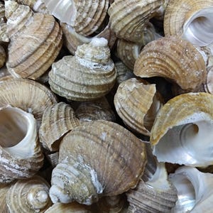 Natural Ribbed Turbo Shell