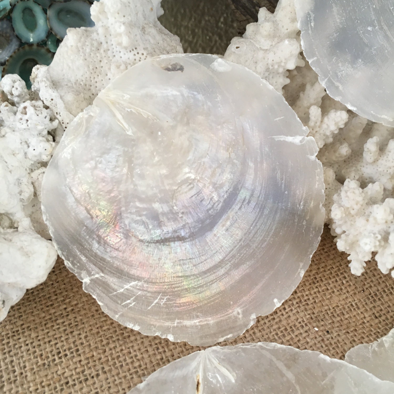 Raw Edge Capiz Shell Rounds Window Pane Flat Oyster Shells Etsy UK