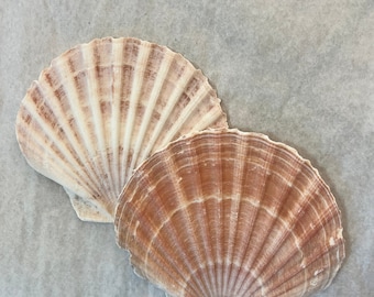 Irish Flat Scallop Shells