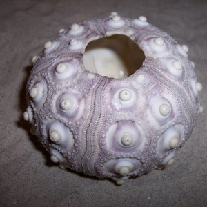 Sputnik Knob Sea Urchin Shells Natural Purple Color Ocean Air Plant Holder Supplies Candle Craft Beach Weddings Nautical Coastal Seashell image 3