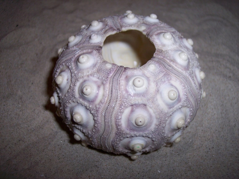 Sputnik Knob Sea Urchin Shells Natural Purple Color Ocean Air Plant Holder Supplies Candle Craft Beach Weddings Nautical Coastal Seashell image 3