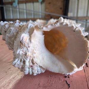 Giant Frog Conch Shell - Tutufa bubo - Multiple Size Options 6-11"