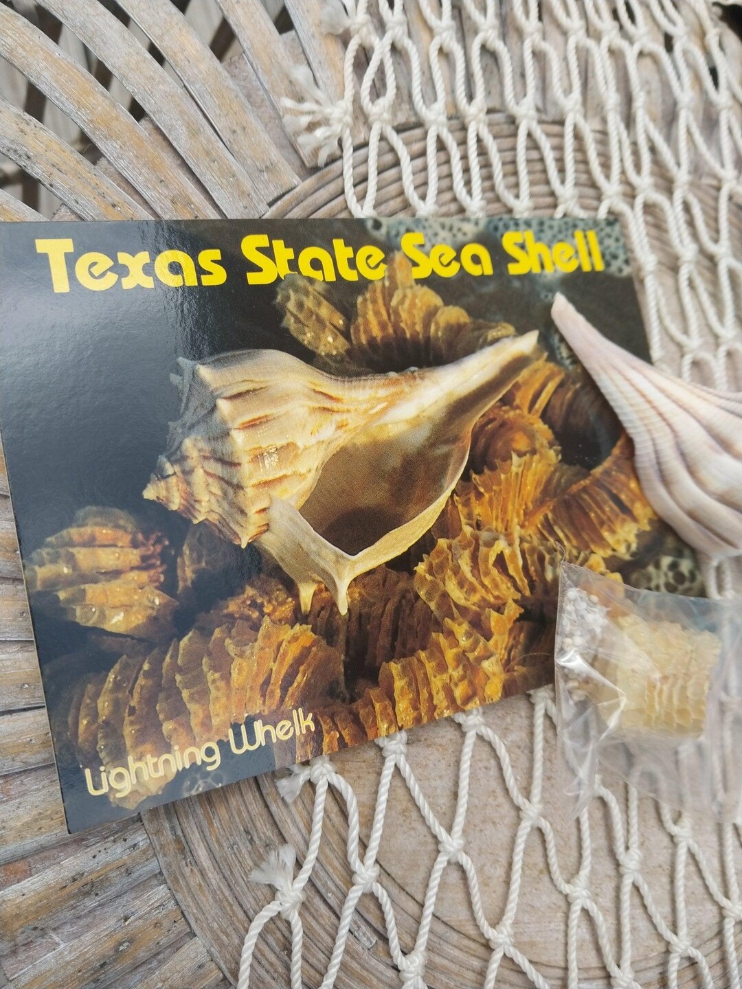 Texas. She Shells This item is unavailable - Etsy