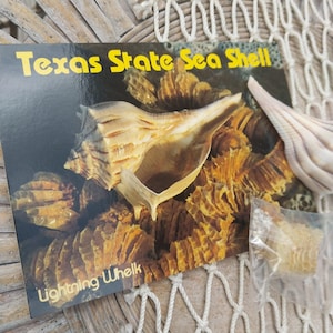 Texas State Lightning Whelk Seashell Gift Pack- Vintage Postcard, Egg Casing, Baby Shells
