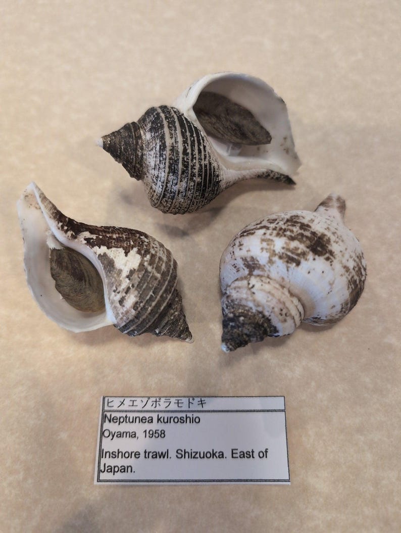 Small Neptune Shell with Documentation & Operculum - Neptunea kuroshio - Loving Coastal Living