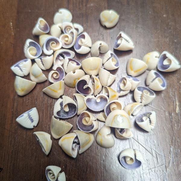 Flower Petal Cut Cowry Shells White Purple Top Sliced Sailors Valentines Jewelry Making Mid Century Arts & Crafts Lost Seashell Art Supplies