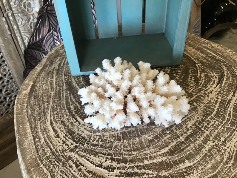 Vintage White Brownstem Lace Coral Cluster Clump Coastal Style Table Accent Beach Home Office Living Decor Display Fossil Marine Nautical