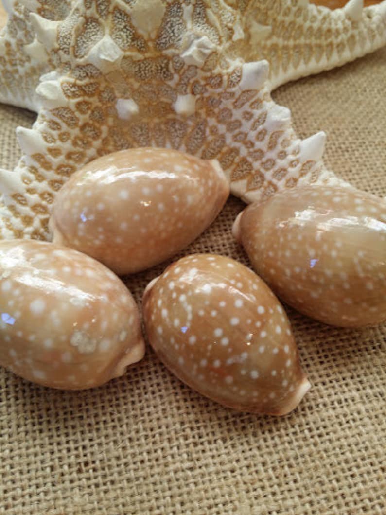 Deer Cowrie Spotted Sea Shell Seashells Supplies DIY Crafting Decorating Jewelry Making Beach Weddings Fillers Mirrors Frames Art Crafts image 2