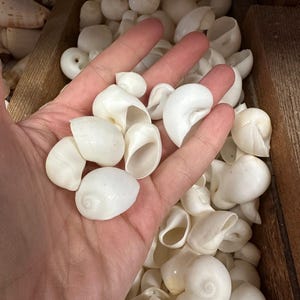 Bulk White Moon Snail Shells – Natica mamillia Craft Shells