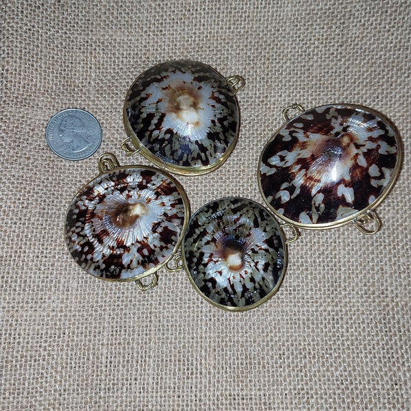 Vintage Inspired Polished Shell Pill Box/ Coin Purse/ Tiger Cowrie Shell/ Beach Wedding Gifts/ Seashell Trinkets/ Jewel Box