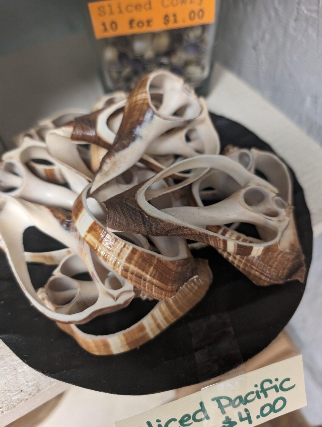 Center Sliced Pacific Crown/ Fiber Conch Shell - Etsy