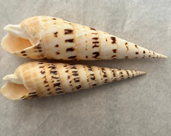 Marlin Spike Shell Terebra Maculata