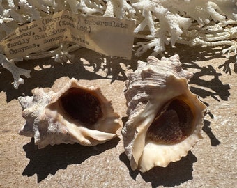 Neorapana tuberculata with Operculum- Set of 2 with old vintage documentation Collected in Guaymas Sonora Mexico