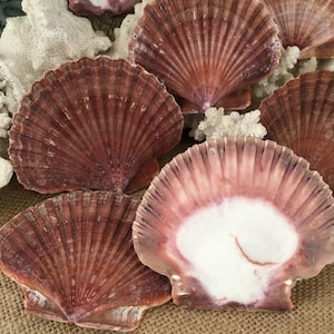 Mexican Flat Scallop Shells