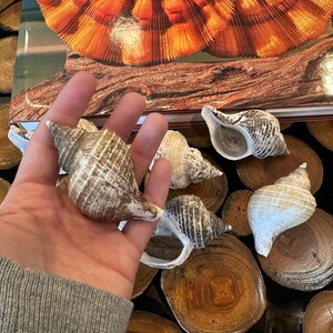 Small Neptune Shell with Documentation & Operculum - Neptunea kuroshio Bild 7