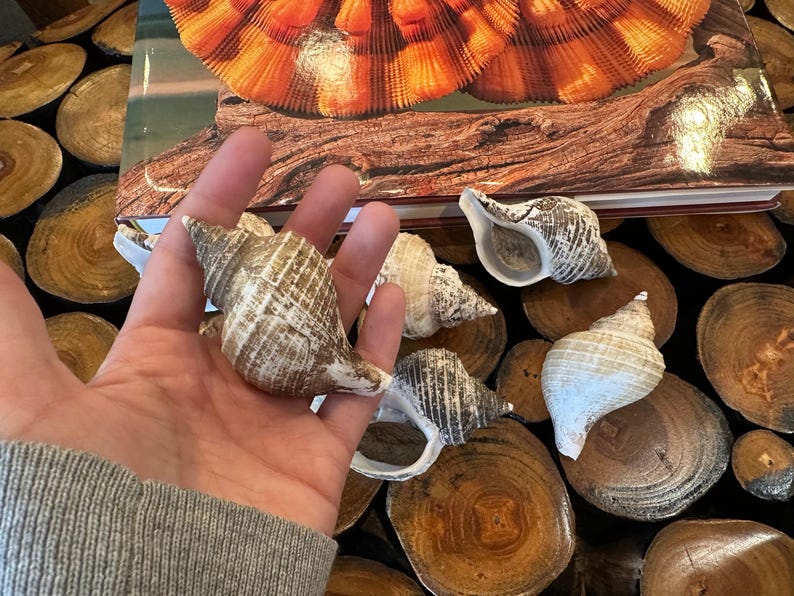 Small Neptune Shell with Documentation & Operculum - Neptunea kuroshio Bild 7