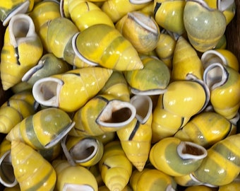 Coquilles d'escargots terrestres à rayures jaune vif Coquillages amusants et lumineux du jardin Décoration de terrariums DIY Artisanat de nain elfe Artisanat Remplisseur de pot