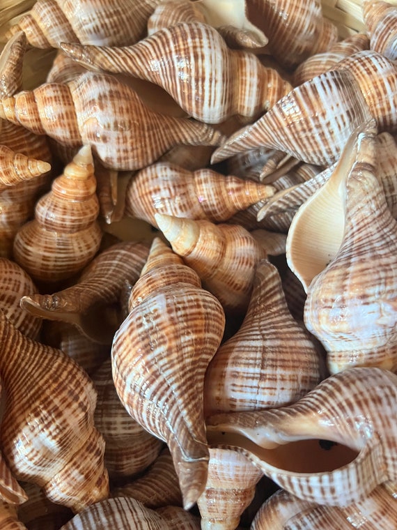 Tiny Sea Shells Mixed Ocean Beach Spirals Seashells Craft Charm for Shells  Small Conch for Home Decor DIY Craft 