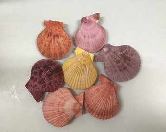 Bright Tropical Scallop Pectin Nobilis Pairs Shells Seashells Coastal Decorating Arts Crafts Supplies Yellow Pink Orange Purple Coral