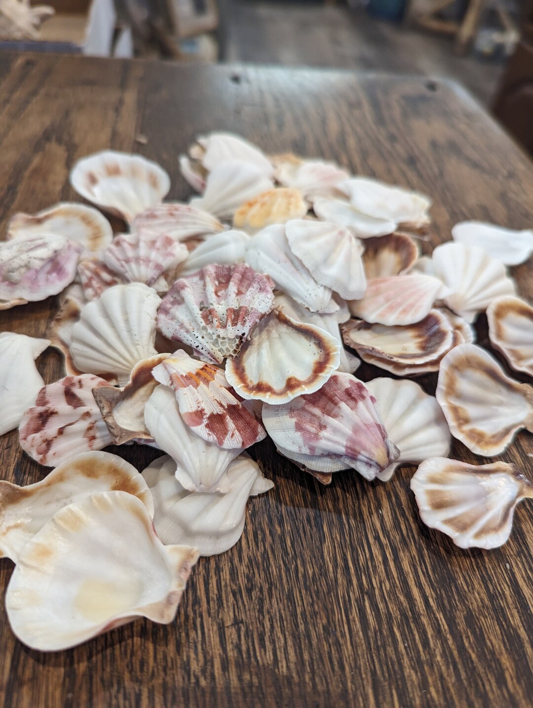 Pecten Plica Scallop Seashells Sea Ocean Shells Pink White Rosy Shell Decatopecten Bulk Craft