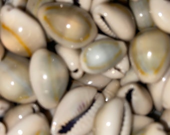 Yellow Ring Top Cowrie Cowry Seashell Shells Supplies DIY Crafting Decorating Jewelry Making Jar Filler Centerpieces Frames Arrangements