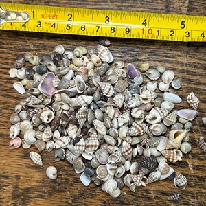 Small Natural Shell Mix - Etsy