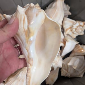 North Atlantic Knobbed Whelk Shell- Edged