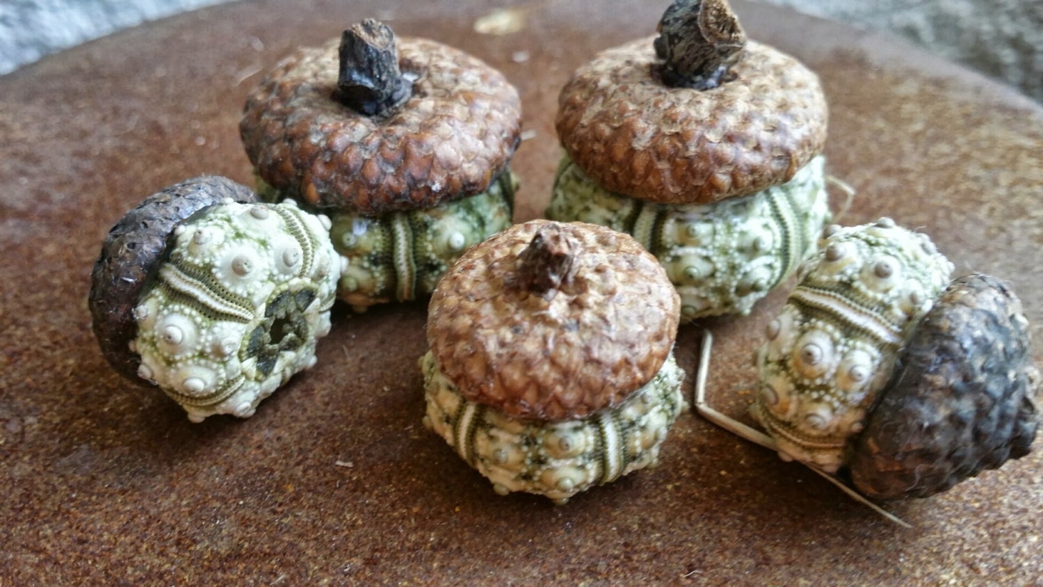 Sputnik Urchin Acorns Natural Green Sea Urchins Acorn Caps ...