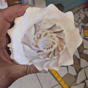 May include: A large, white seashell with a spiral pattern in shades of brown and white. The shell has a smooth, glossy finish.
