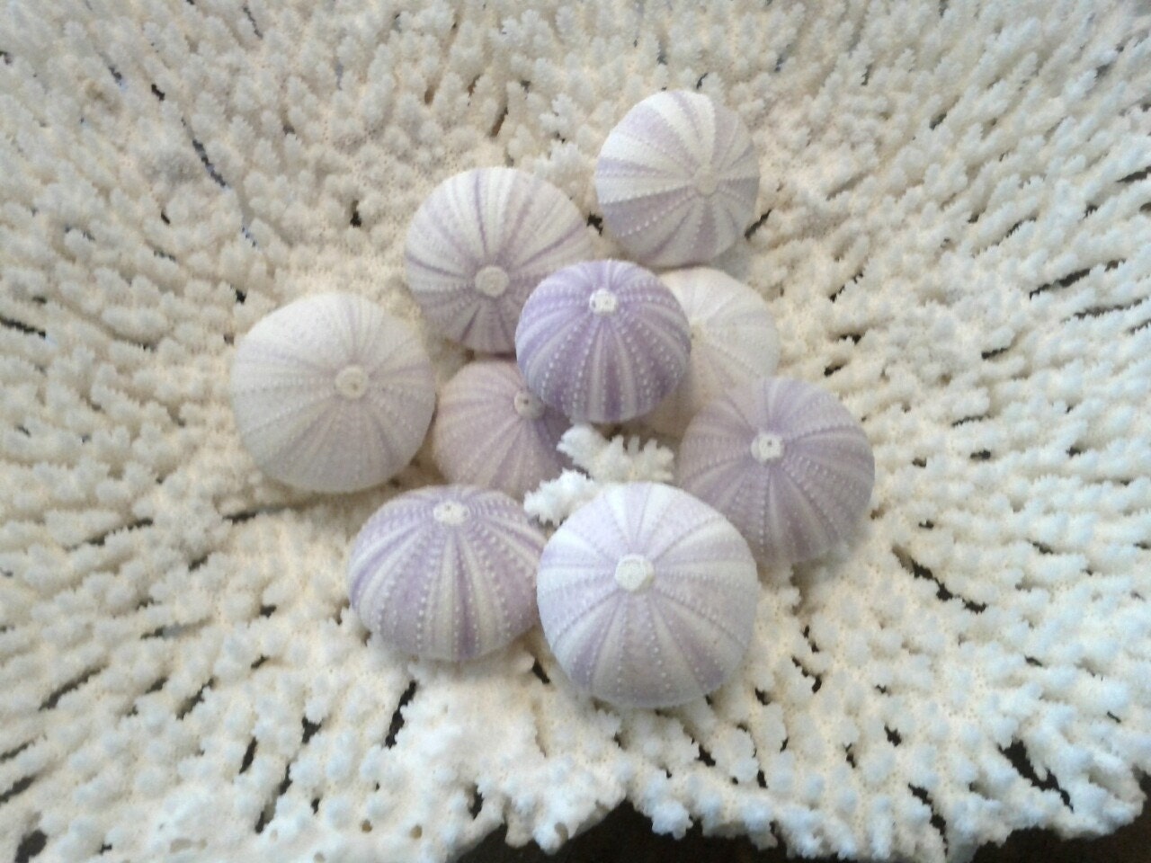 Delicate pale lavender sea urchin shell 