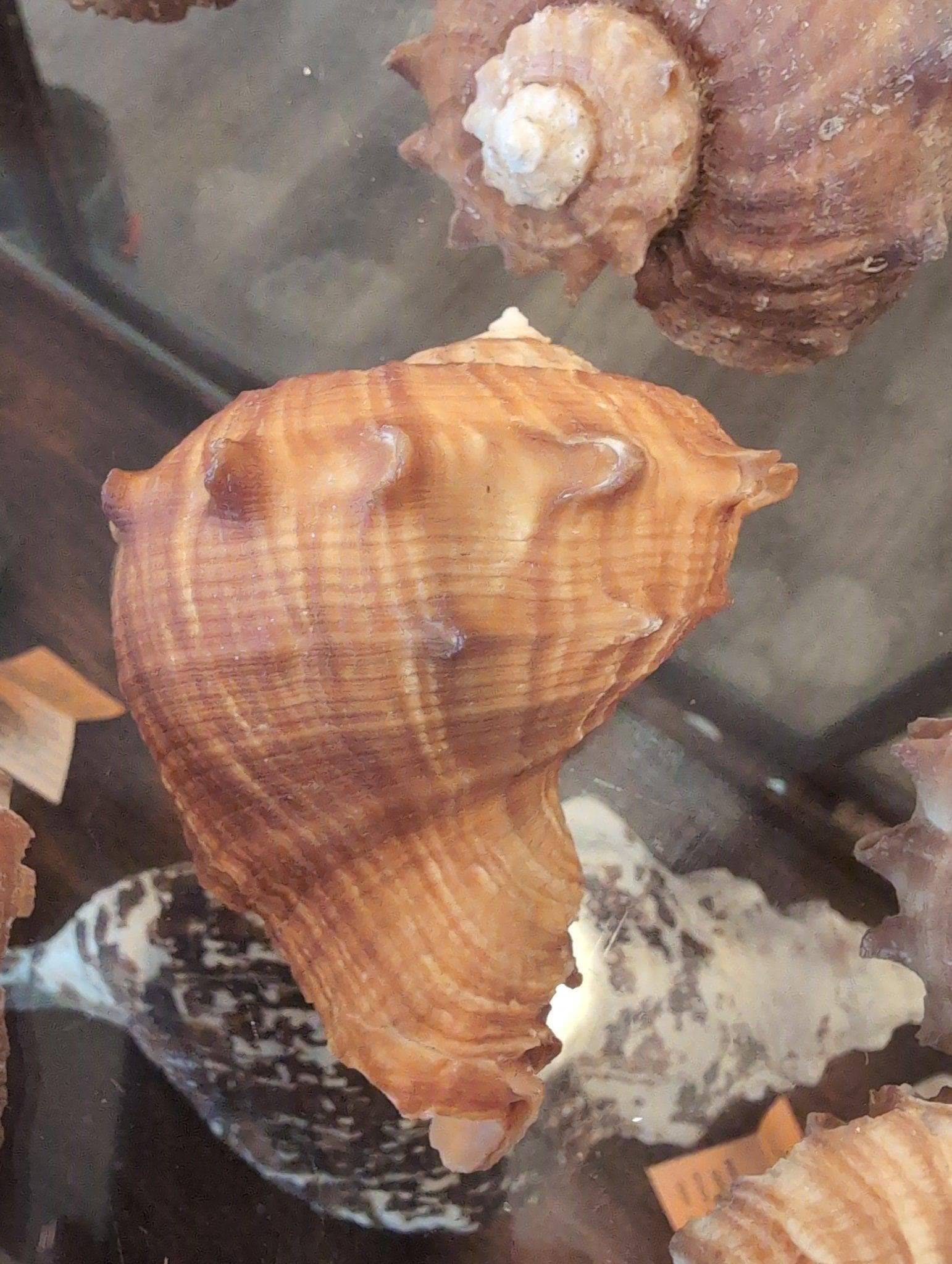 Rapa Rapaformis Turnip Shell - Etsy