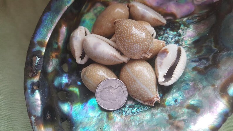 Spotted Eroded Gnawed Cowrie Cowry Shells 1-2 Seashells Beach Crafts Cream Ivory Taupe Beige Polka Dot Polished Tan Blue Stripe Graphic