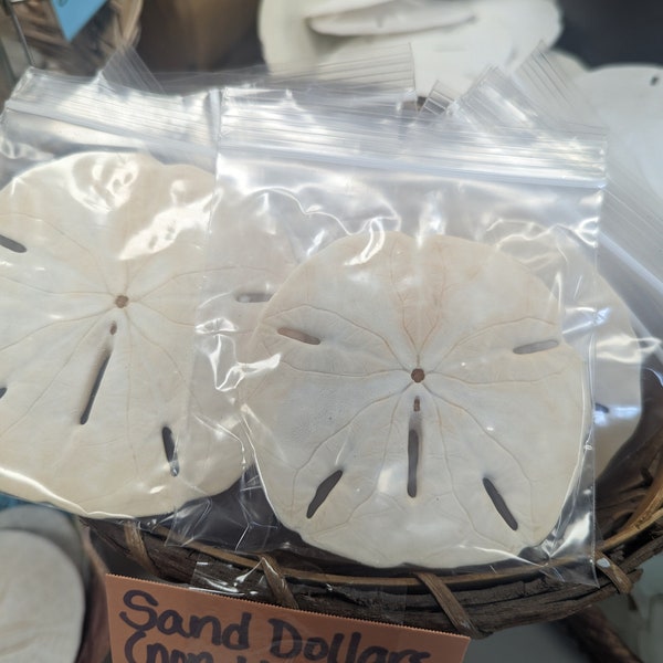 Non Bleached Sand Dollar 3-4"