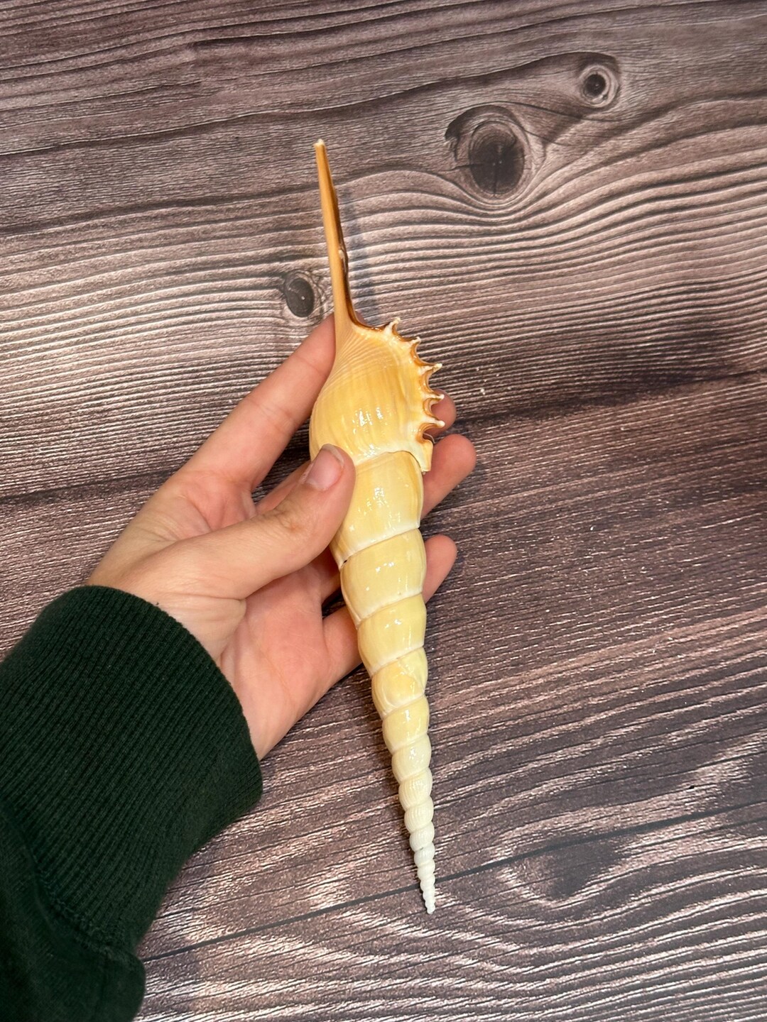 Shinbone Tibia Fusus Shell - Etsy