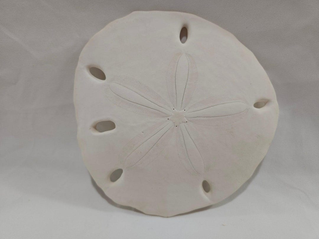 Encope Micropora Six Hole Keyhole Sand Dollar - Etsy