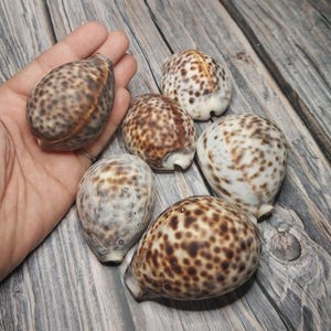 Tiger Cowrie Cypraea Tigris Shells GRADE B