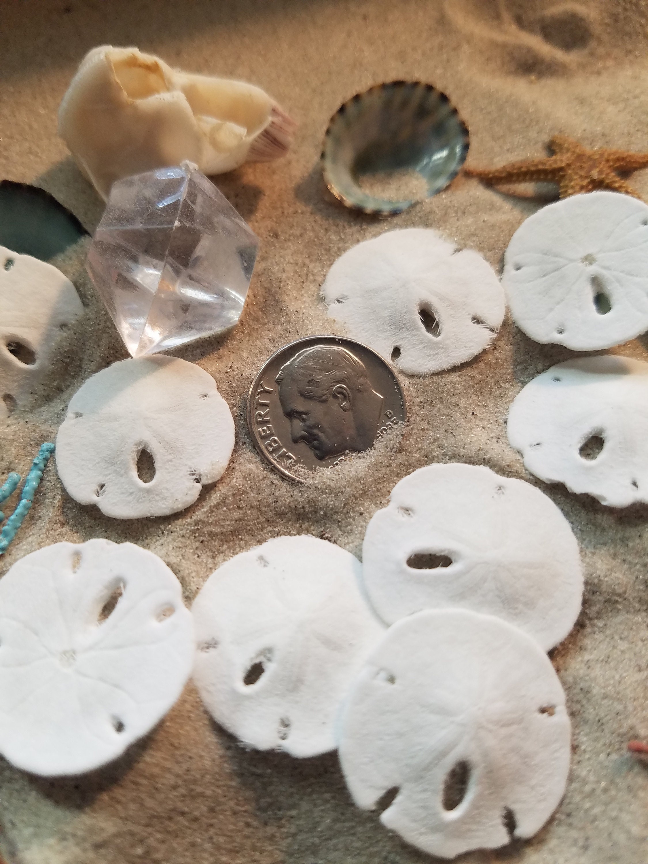 10 Extra Small Sand Dollars Seashell Supply Tiny Sand Dollars