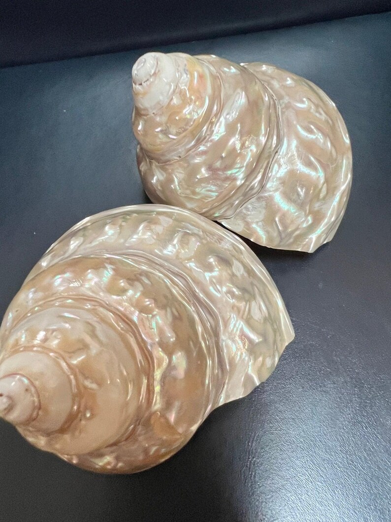 Undossa Shell Pearl Astraea Undosa Shell With Champagne Under Tones (grade A) - Etsy