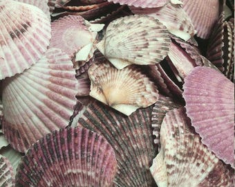 Purple Scallop Shells Pecten Seahells Coastal Ocean Nautical Beach Decor Arts Crafts DIY Wedding Supplies Violet Lavender Wine White Colors