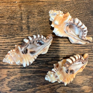 May include: Three seashells with brown and white patterns. The shells are arranged in a triangular shape on a wooden surface.