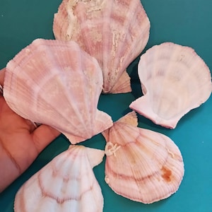 Swiftopecten Swiftii Pectin Scallop Shell