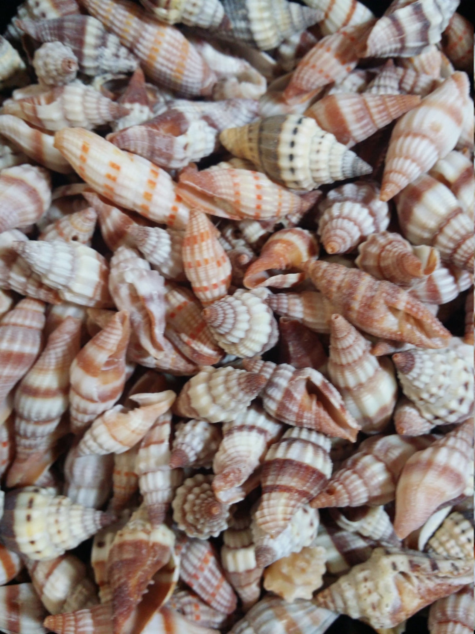 Mixed Bulk Mitra Miter Mitre Shells Pointed Spiral Topped Top - Etsy