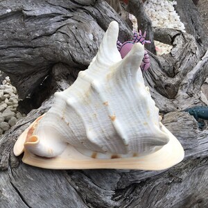 Cassis Cornuta 3''-4'' Sea Shells Beach Decor Tropical Wedding 1 One 