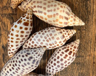 Vintage Scaphella Junonia Shell - General listing