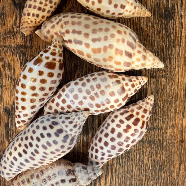 Vintage Scaphella Junonia Shell - General listing