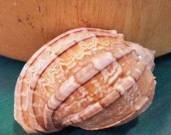 Coquillages Harpa - Coquillages naturels nervurés de 2-3 pouces au design unique