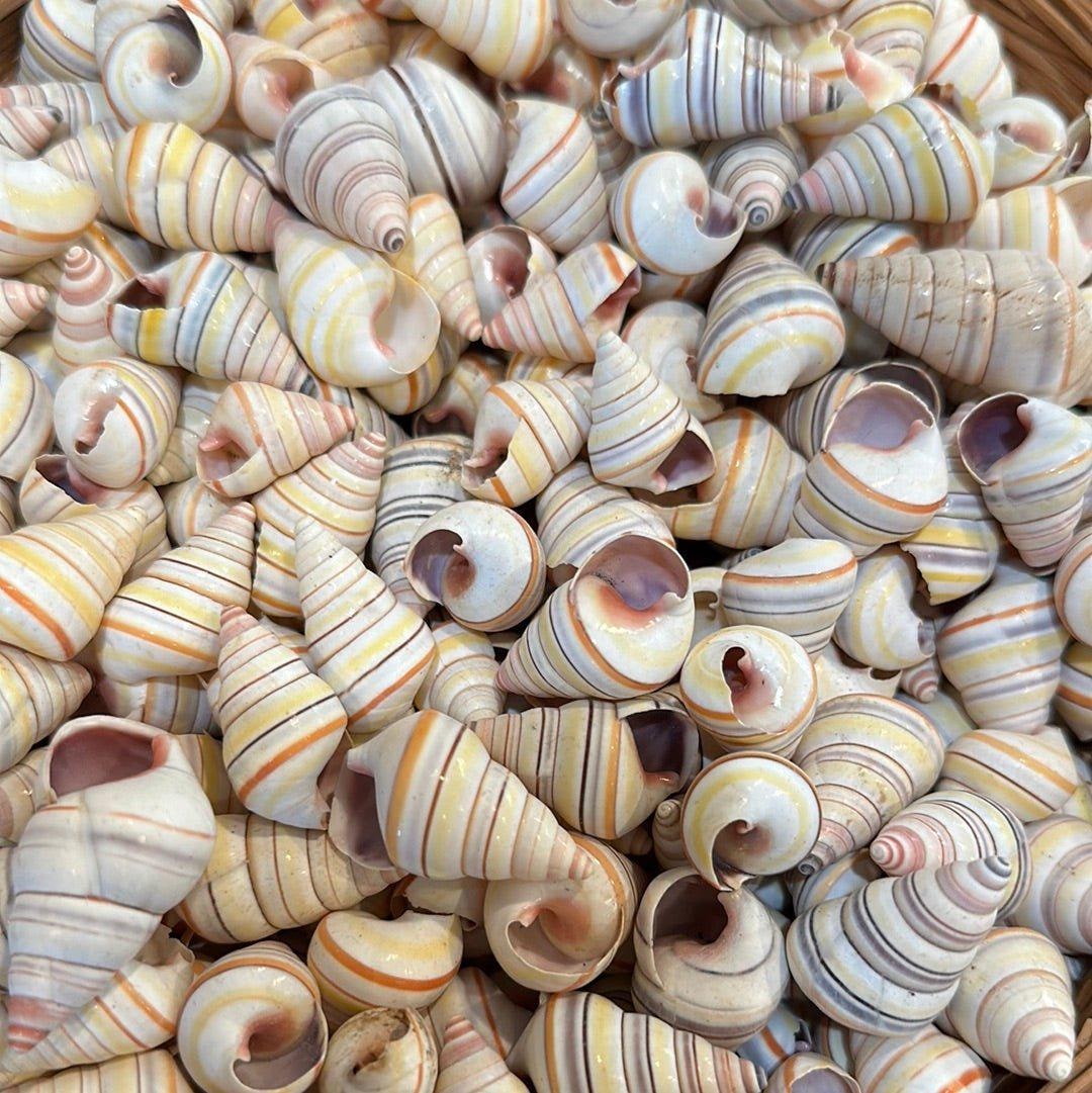 Candy Cane Tree Land Snail Shell Liguus Virgineus - Etsy