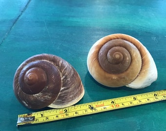 Coquillages à muffin Grand escargot escargot brun blanc Coquillages