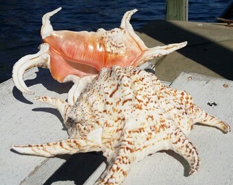 Conch Spiny Shell - Etsy
