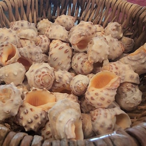 Orange Yellow Drupa Shell - Drupa rubusidaeus